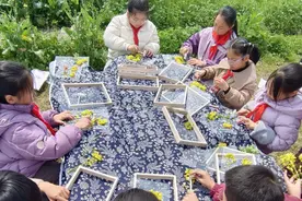 金华市金东区澧浦镇中心小学开展“油菜花”主题学习活动图片