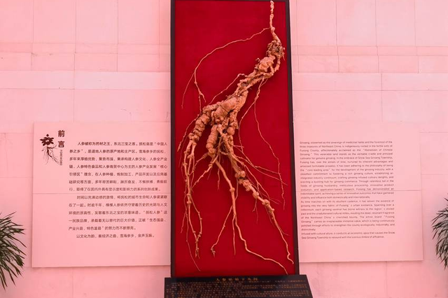 乘着高铁游白山 | “百区百景”打卡攻略之中国人参博物馆