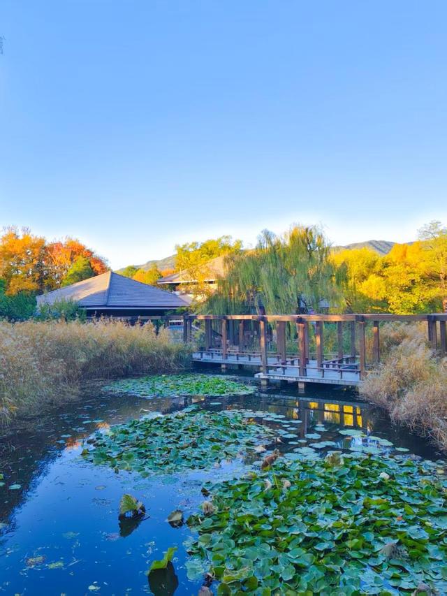 银杏抖落金箔，枫叶浸了酒红！国家植物园赏秋最佳时