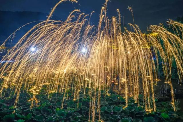 “我在宝华山组了个泡山菊”
