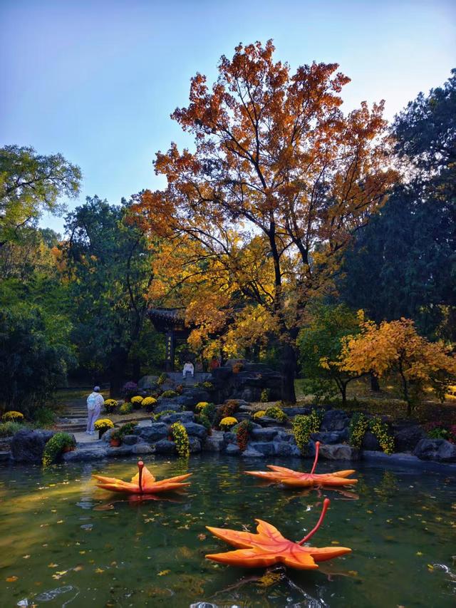 香山彩叶变色率已达75%-85%，这12处捡秋点位超出片