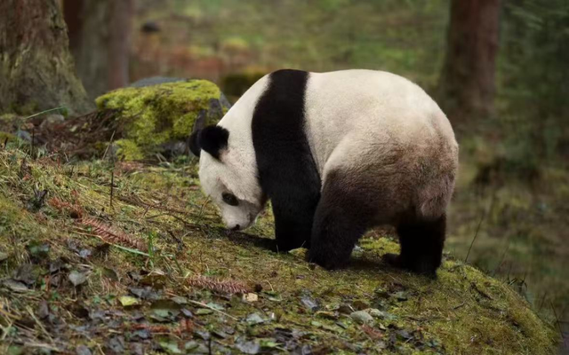 【地方荣誉】雅安两县上榜！2025中国最美县域榜单出炉