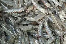 我在新疆养“海鲜”：盐碱水清澈无污染，一年可养三茬虾，冬季温室水产远销大连图片