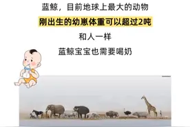 一天产奶 400 升？我们为啥不喝鲸鱼奶？图片