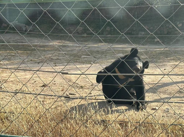 “疯狂动物城”原型，在北京找到了！
