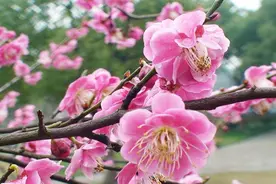 坐上公交赏花去图片