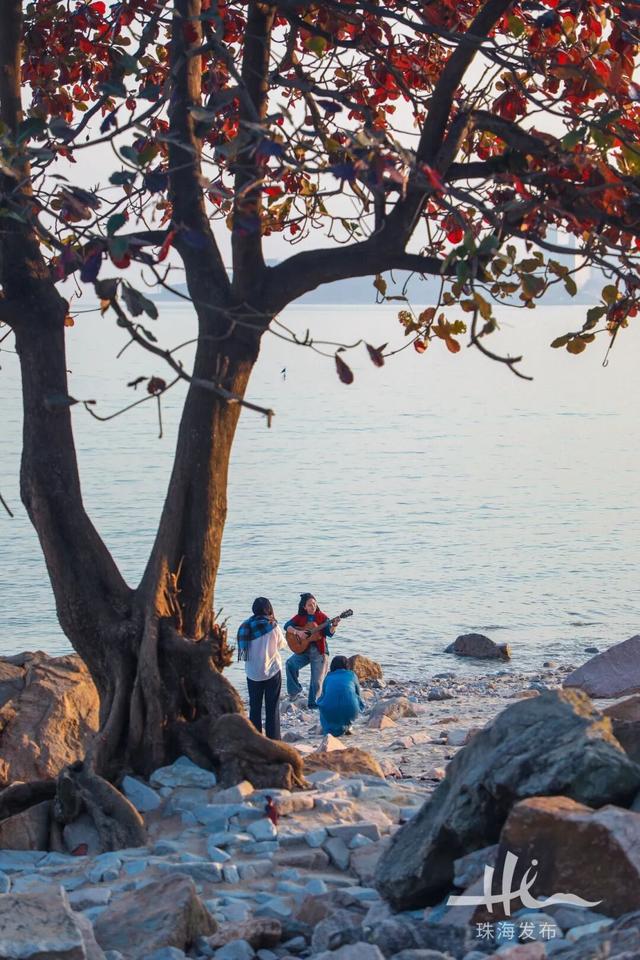 上新！珠海“顶流爱心树”浪漫升级，出片率100%！