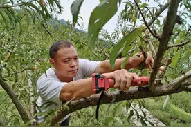 沿河：蜂糖李秋管正当时图片