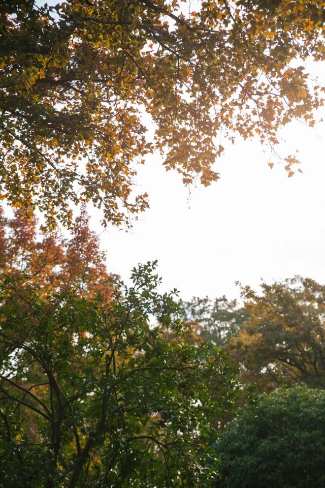 东湖秋日图鉴②|邂逅听涛,定格秋的独家记忆