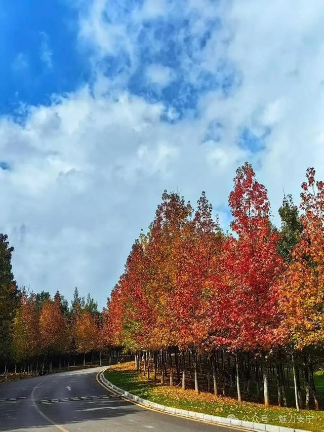 昆明迎来最美赏枫季 打卡攻略奉上