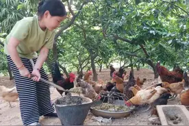 最忆是乡间｜鸡鸭图片