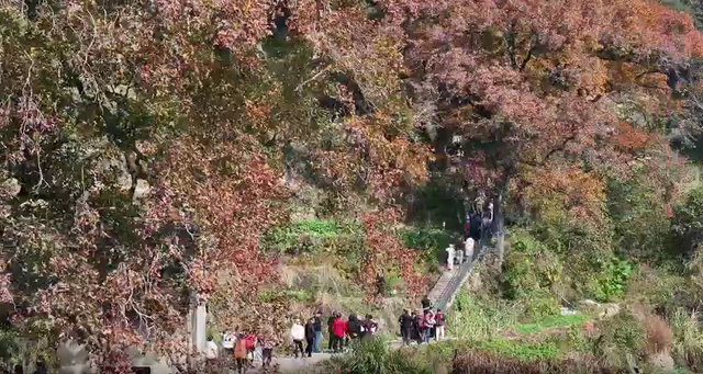 浙里“枫”光正好！多地红叶进入最佳观赏期 解锁秋冬限定浪漫