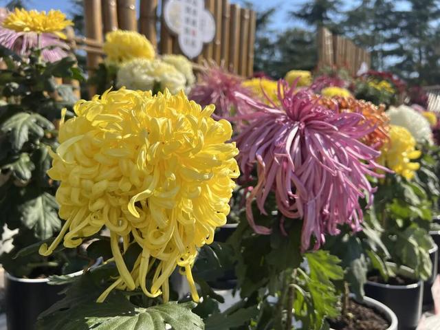 4.9万盆菊花藏在这儿！快来打卡~