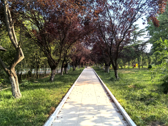 焕新归来！沂水东皋公园：四季有景夜有光 古塔生辉美出圈