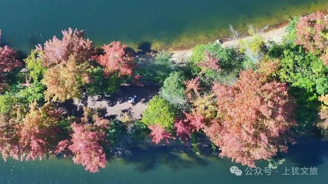 阳明湖最新“枫”情预告