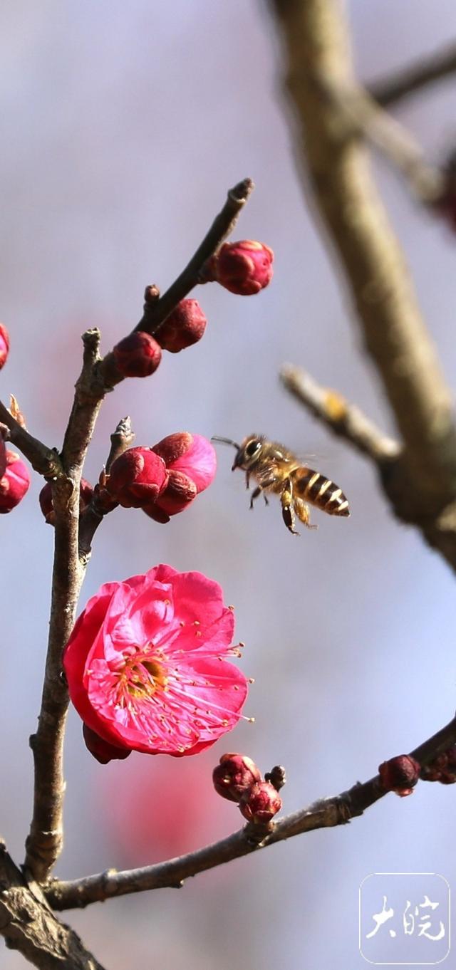 淮南舜耕山梅园：几株早梅已吐蕊 蜜蜂冬日采蜜忙
