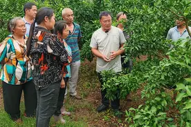 劳模工匠田间助力 四川雁江柑橘产业焕发生机图片