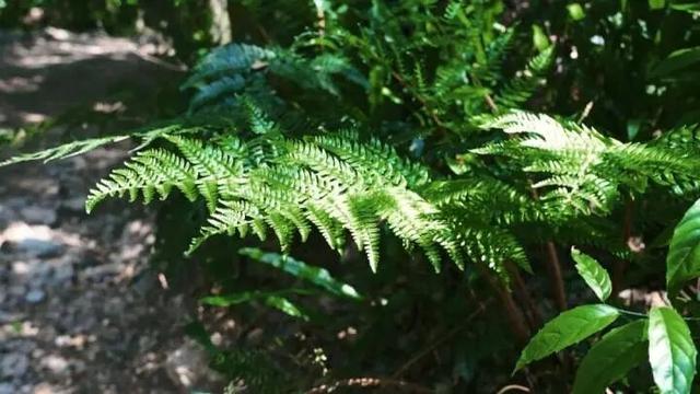 世界最大、亚洲唯一！今晨，他们在30000多棵楠木、8600亩森林，1500年的时光里奔跑......