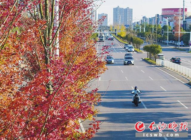 在长沙捡个秋 | 组图