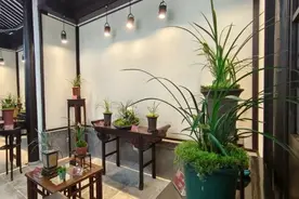 3月1日至3月10日，第二届上海春兰展即将启幕图片