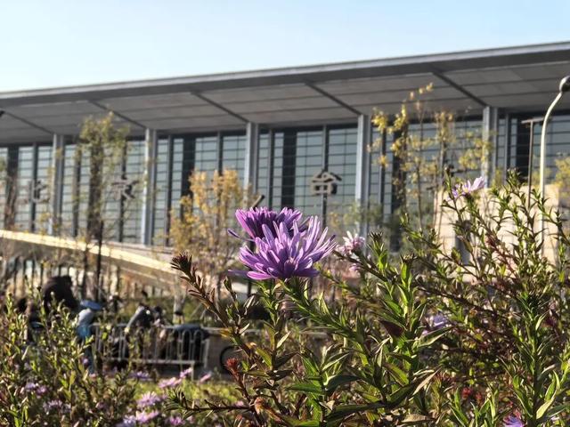 秋意正浓，邂逅浪漫！快来打卡“七站两场”地区的限定秋色