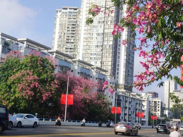 粉黛满城绕​！柳州街头惊现“秋日限定版春天”，美到犯规！​