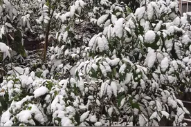 贵阳贵安2024年的第一场雪！图片