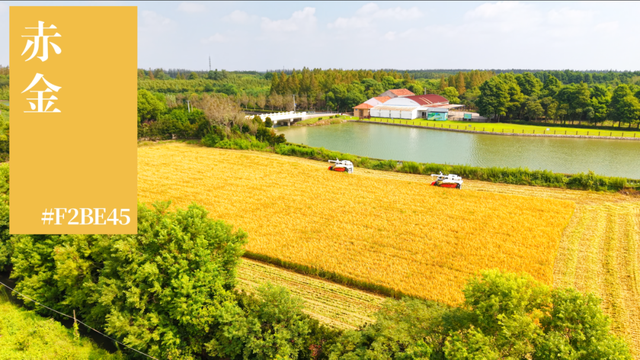 来横沙岛的秋风里，寻一抹中国黄