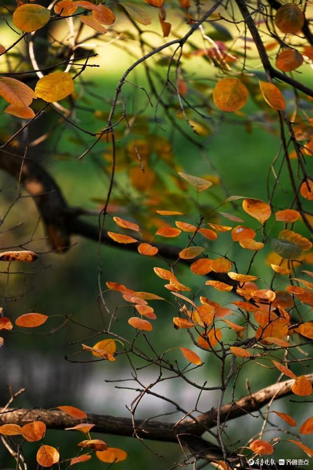 泉城公园绘秋日盛景，市民游客打卡忙