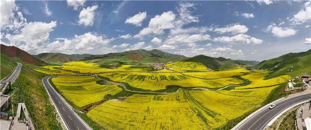 【文旅新地标】红山口万亩油菜花海丨甘南高原金色花田