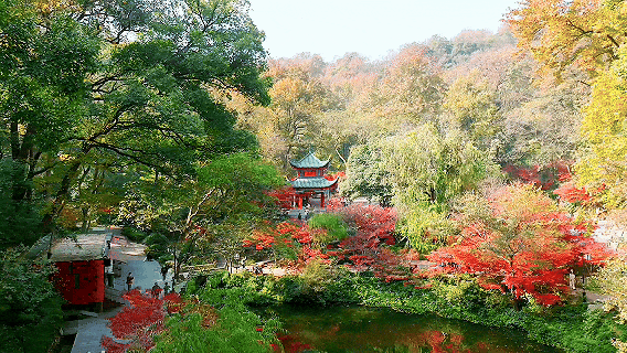 周末·美景丨太美了！一年一度，长沙人最盼望的这天来了（附攻略）