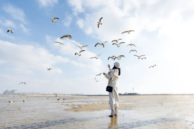 冬日限定浪漫！辛安河海滨海鸥成群，快来打卡“鸥”遇