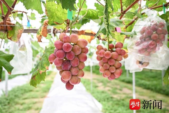 张家港：江风鹞韵共秋日，乐余风筝季邀您共赏！