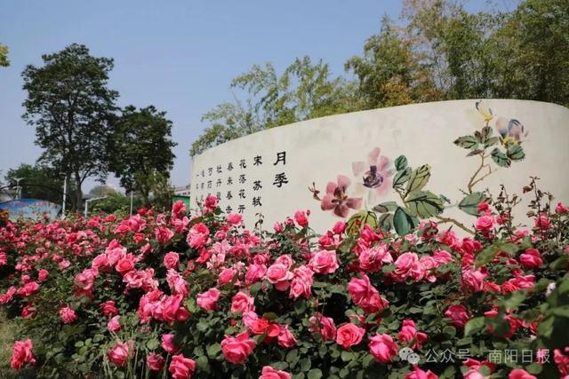 南阳：打造独一无二的月季文化IP