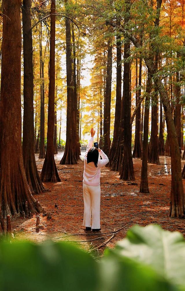 码住！肇庆这些秋冬花景即将上线，打卡别错过！