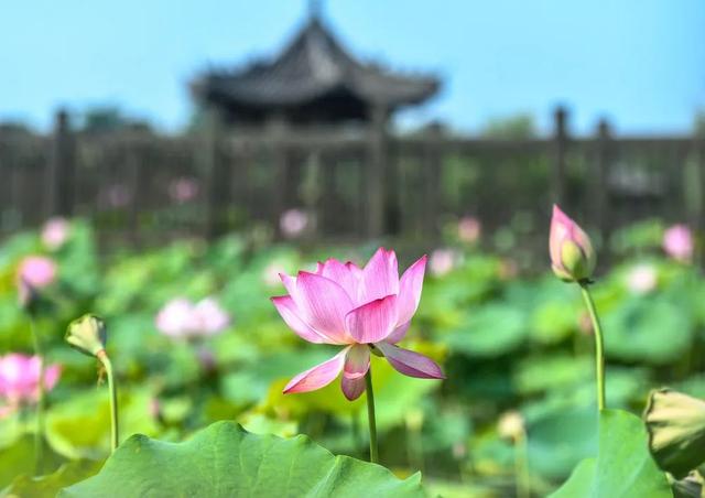 盛夏“荷”处去？三湘美景等你约……
