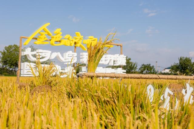 美哭！扬州稻田绝美秋景别错过～