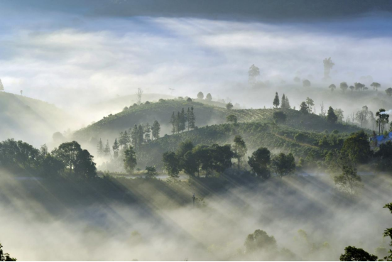 无需滤镜，勐海冬日茶山晕染成茶韵画卷