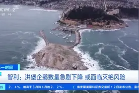 或面临灭绝风险！海洋污染+栖息地遭破坏，智利洪堡企鹅数量骤降图片