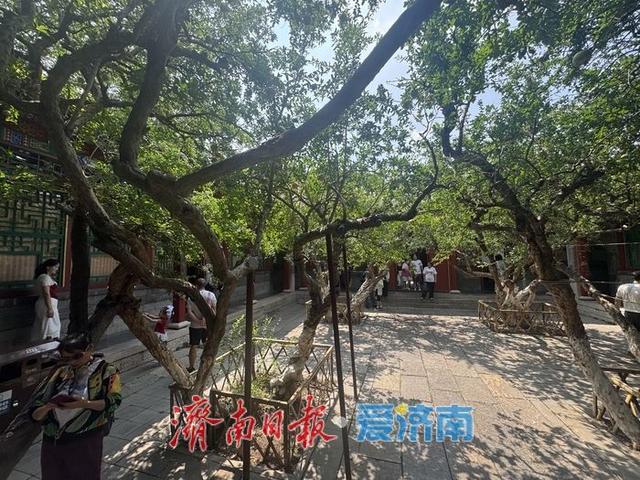 一年四季 泉在济南丨万竹园石榴院内百年古树挂果丰 秋日景致引客来