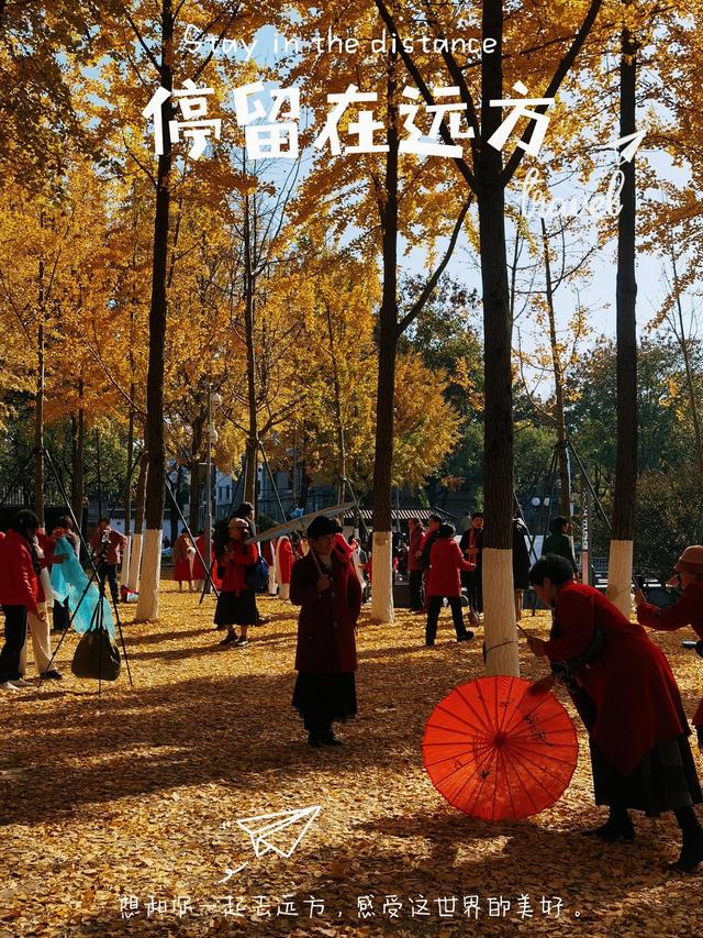 晚潮｜深秋里的鎏金飞雪