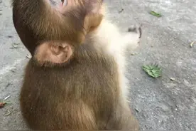 最多超200只！杭州一地大批猴子下山“偷菜”，村民习以为常图片