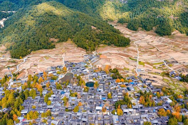 40000余株！遍地金黄叶！腾冲银杏村迎来最美观赏季