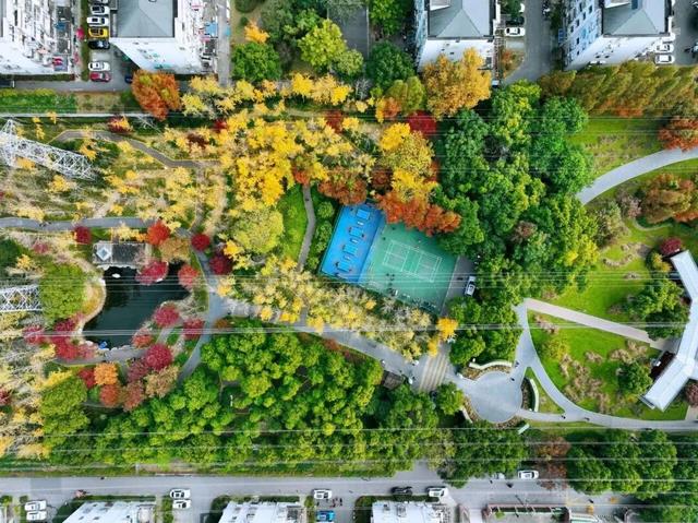 金色长廊加载中！静安这条道路银杏渐入佳境↑