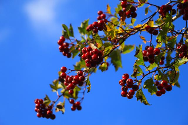 岷县：山川秀美秋色浓