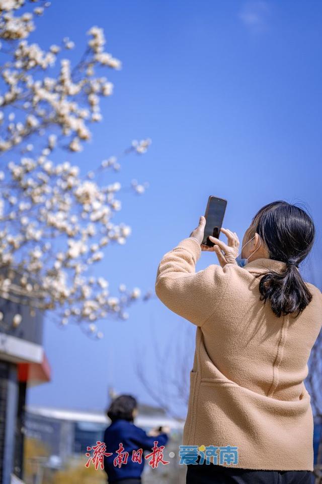 一年四季 泉在济南丨暖阳催花绽！泉城广场玉兰花悄然盛开，邂逅早春浪漫