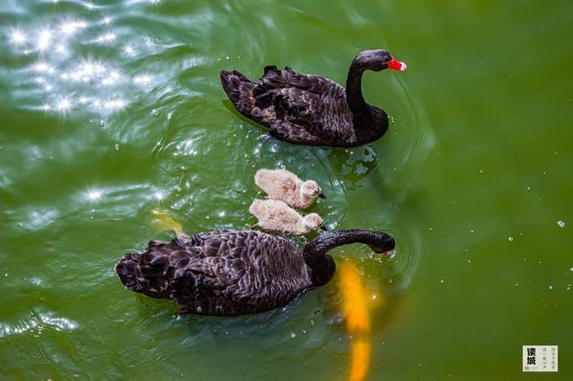 读城｜鹅鹅鹅！福州公园“顶流家族”又将"添丁"……