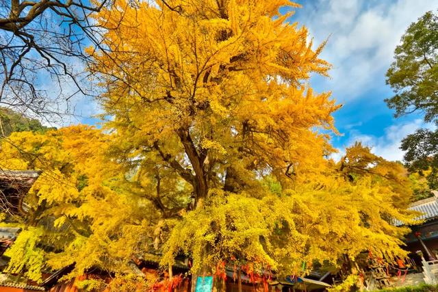 深耕金秋文旅资源，沂水秋季旅游市场热度攀升