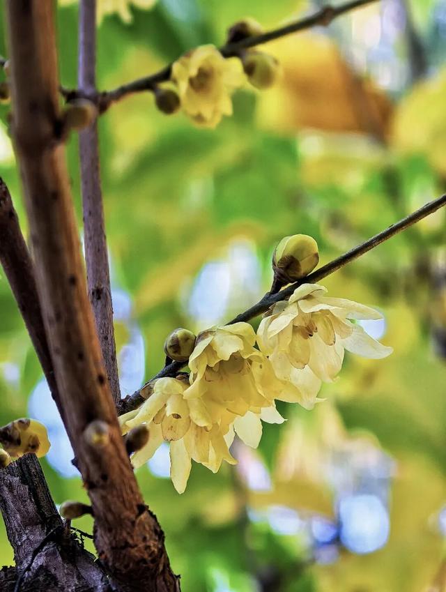 太惊喜！北京第一波蜡梅开啦！就在——