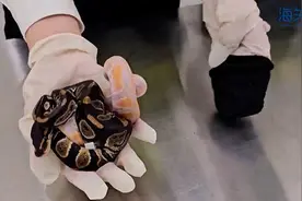 视频丨女子裤兜藏6条活蛇入境，被深圳海关查获图片